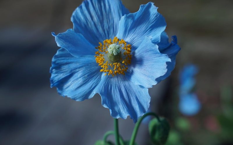 Different Types of Poppies