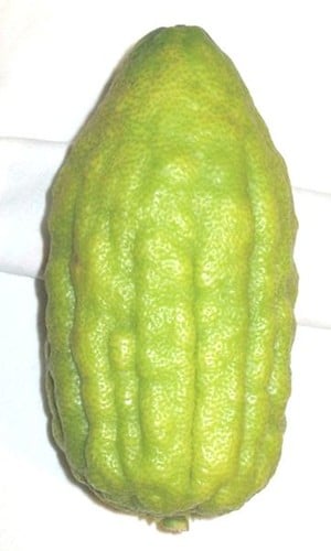 Etrog