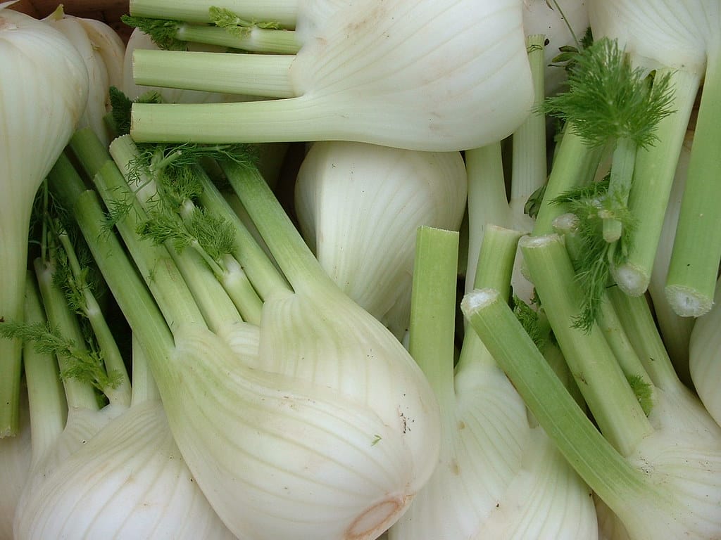 Fennel