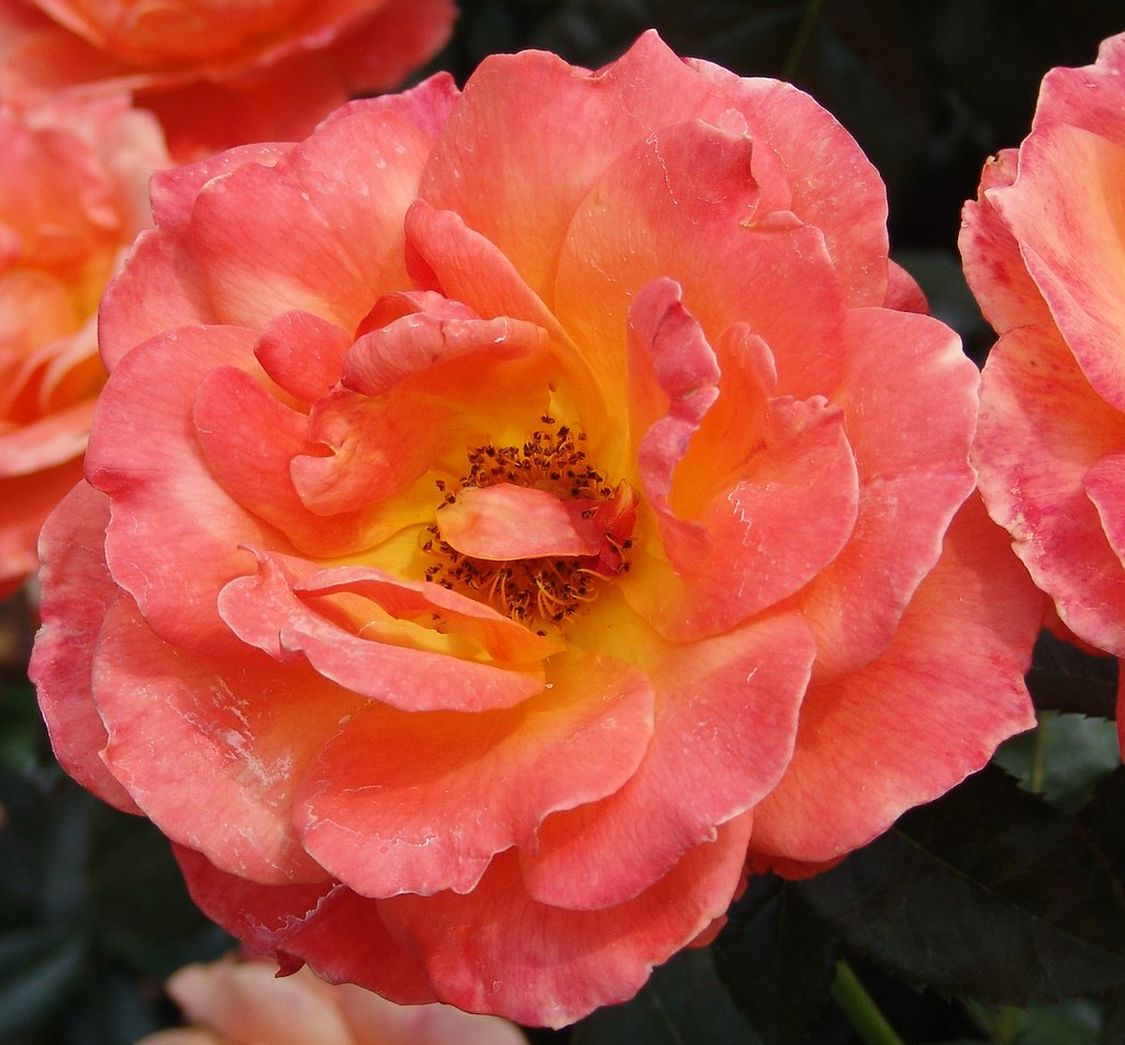 Floribunda Roses