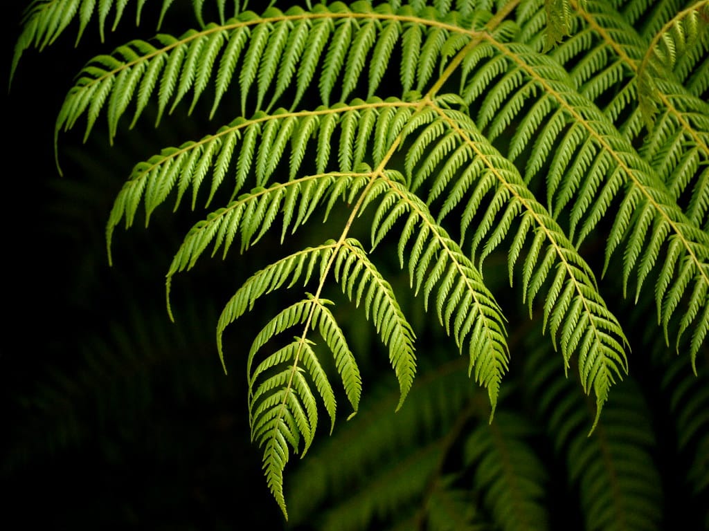 Frond Leaf