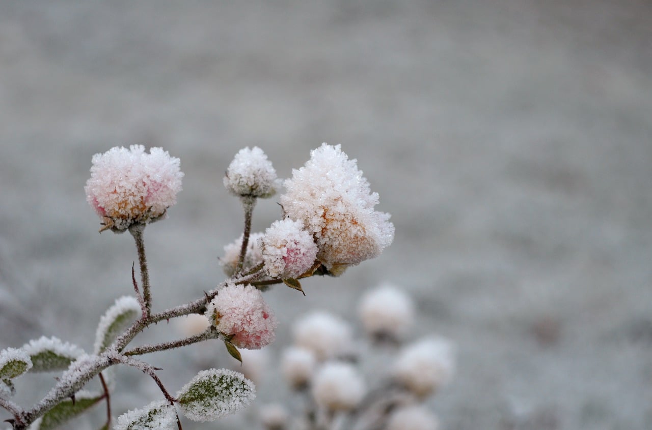 Groundcover Roses