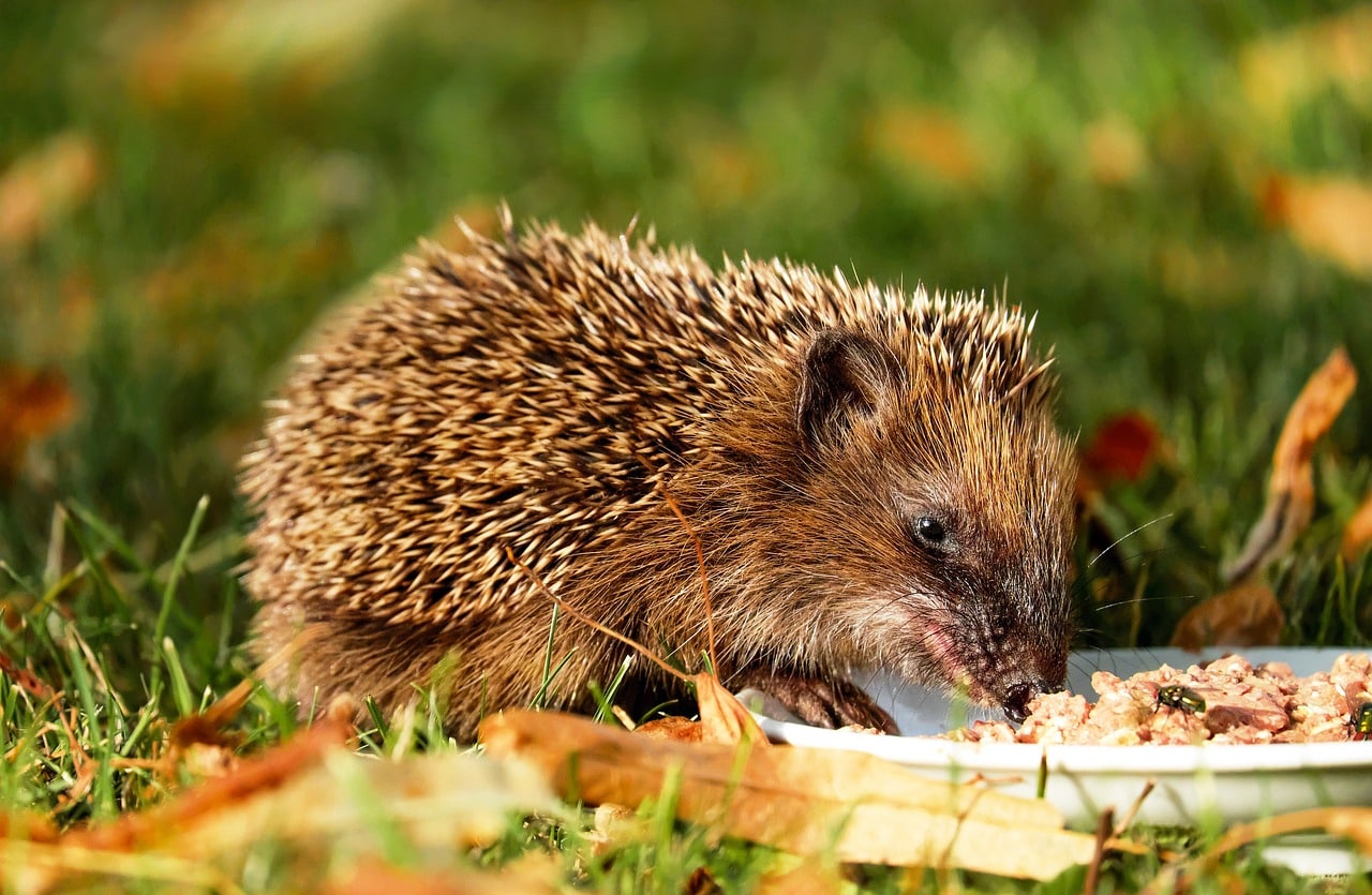 Hedgehog