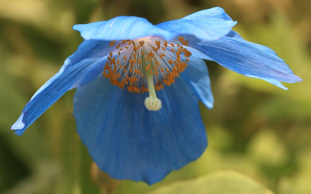 Himalayan Blue Poppies