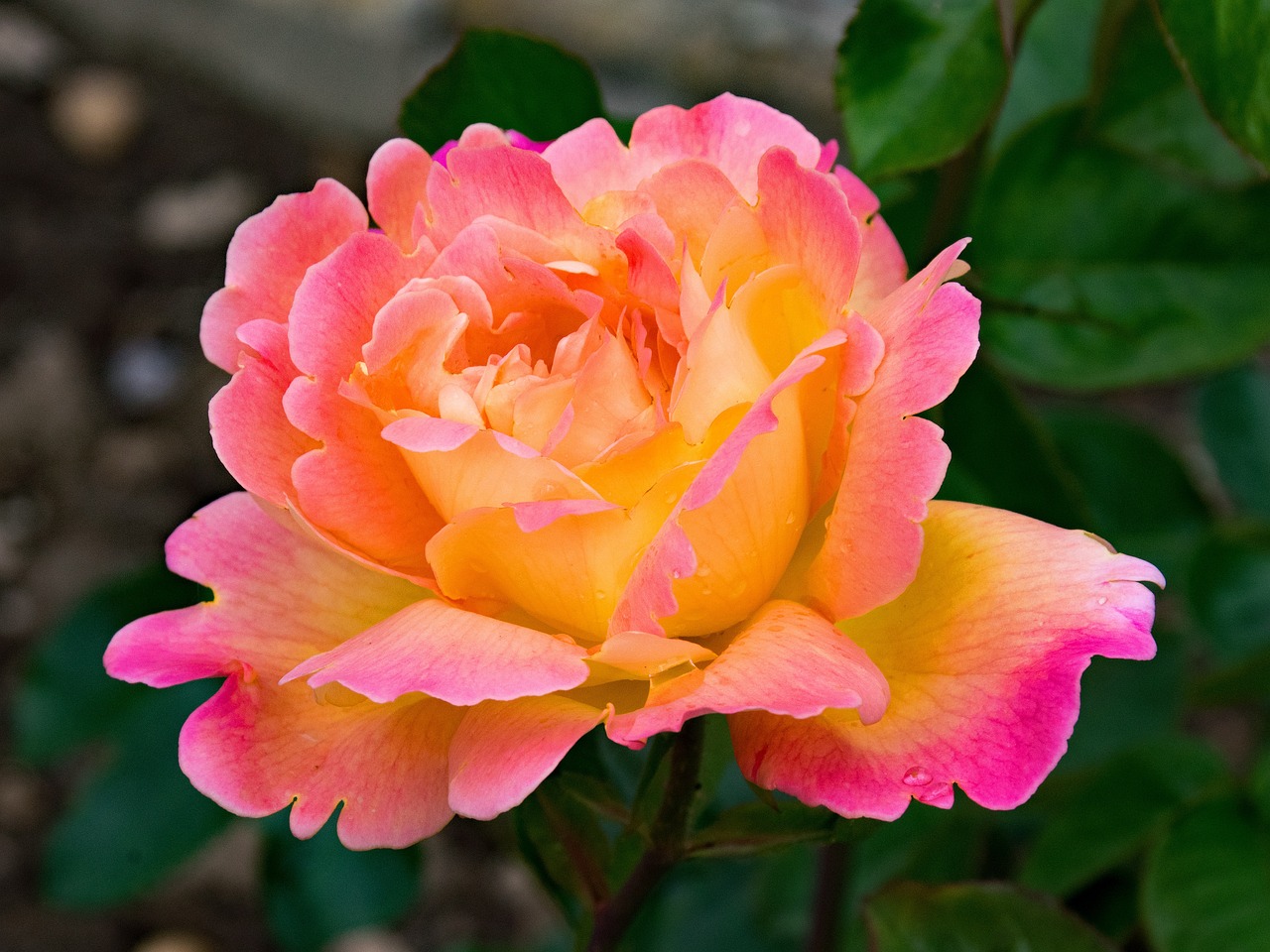 Hybrid Tea Roses