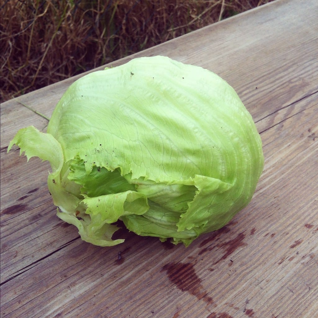 Iceberg Lettuce