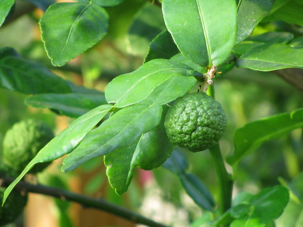 Kaffir Lime