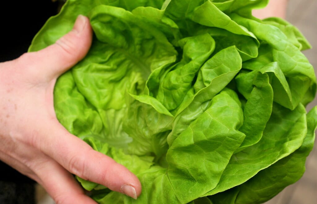 Leaf Lettuce