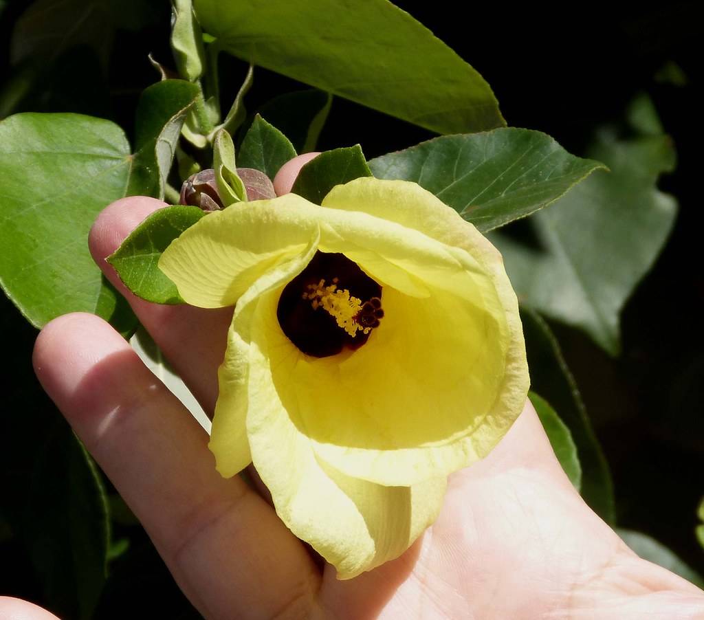 Mahoe Hibiscus