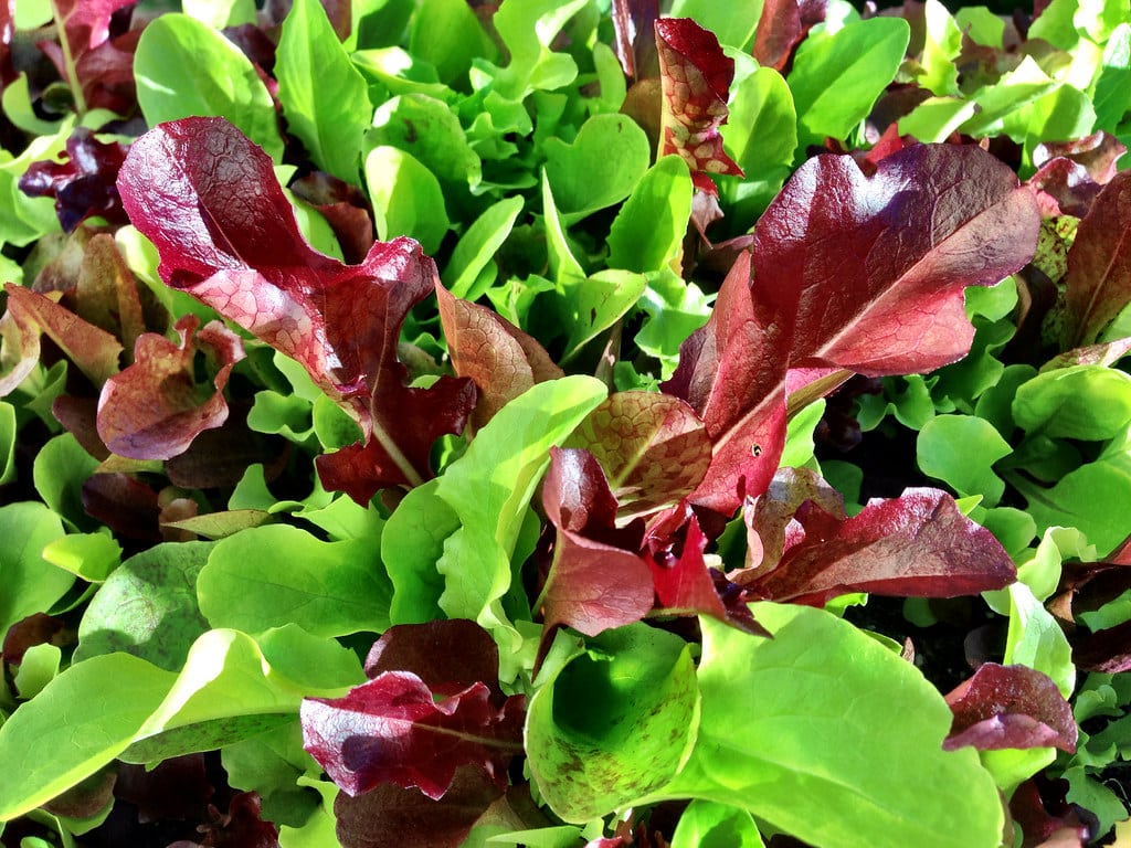 Mesclun Lettuce