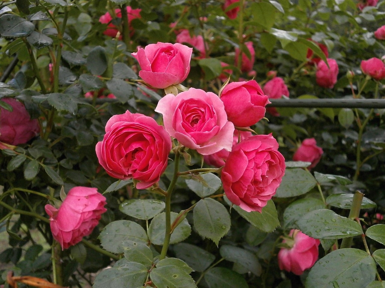 Miniature Roses