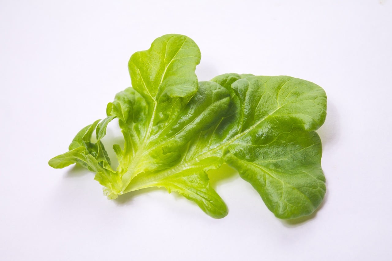 Oak Leaf Lettuce