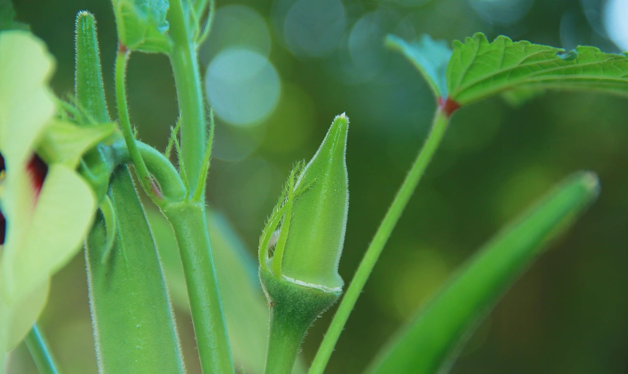 Okra