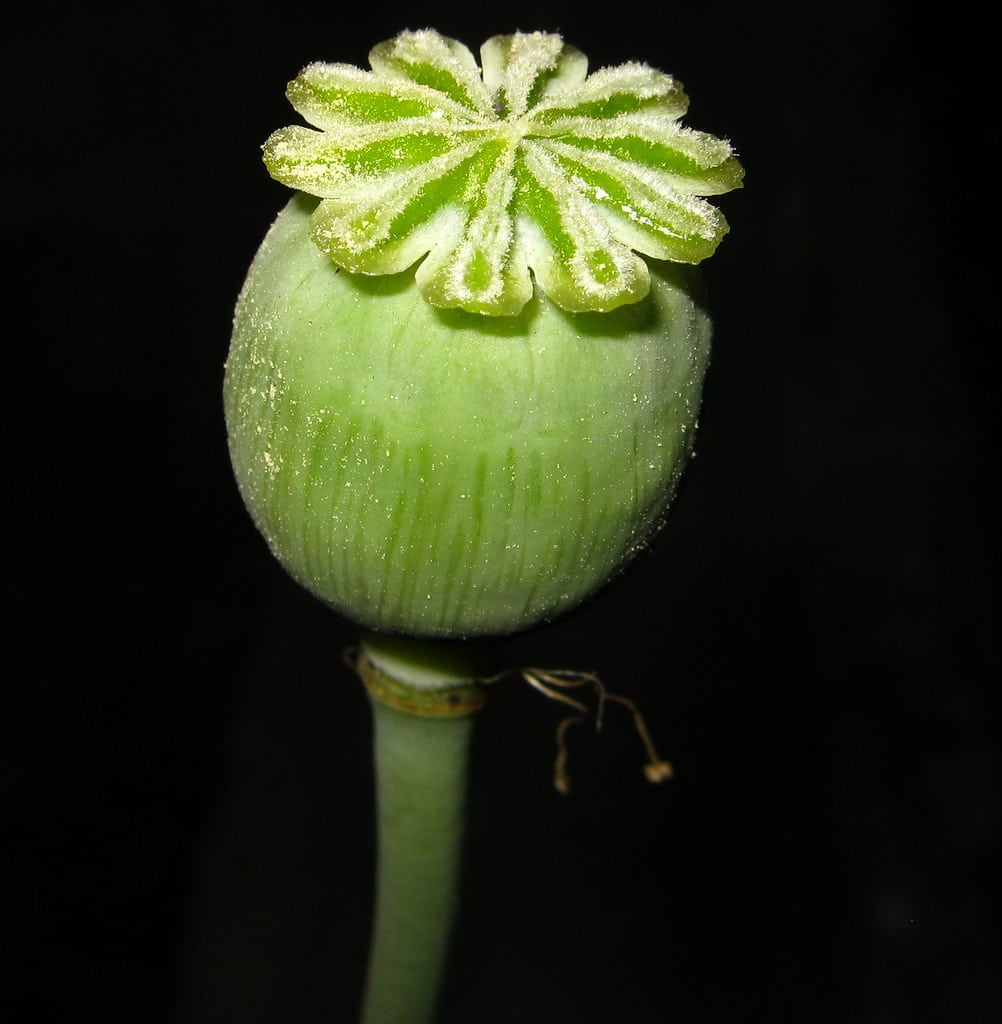 Opium Poppies