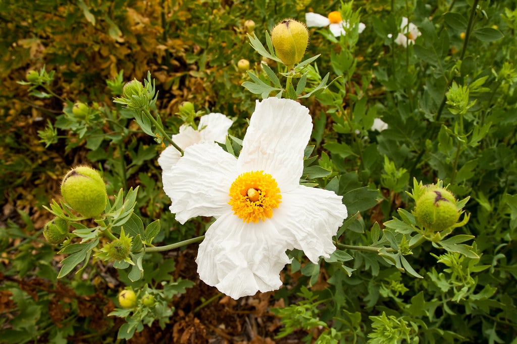 Romneya Poppies