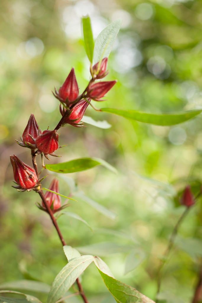 Rosa de Jamaica