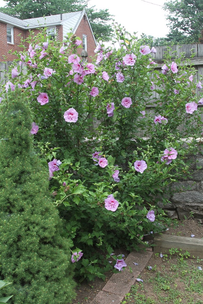 Rose of Sharon