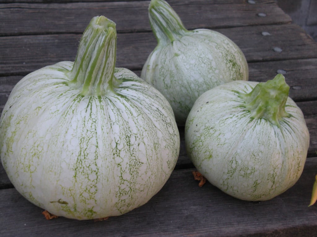 Round Zucchini