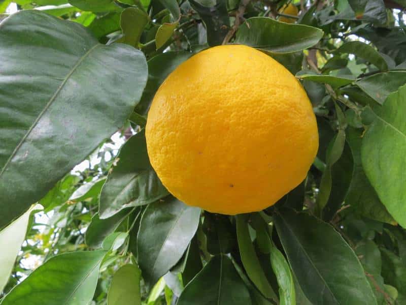 Shangjuan (Ichang Lemon)