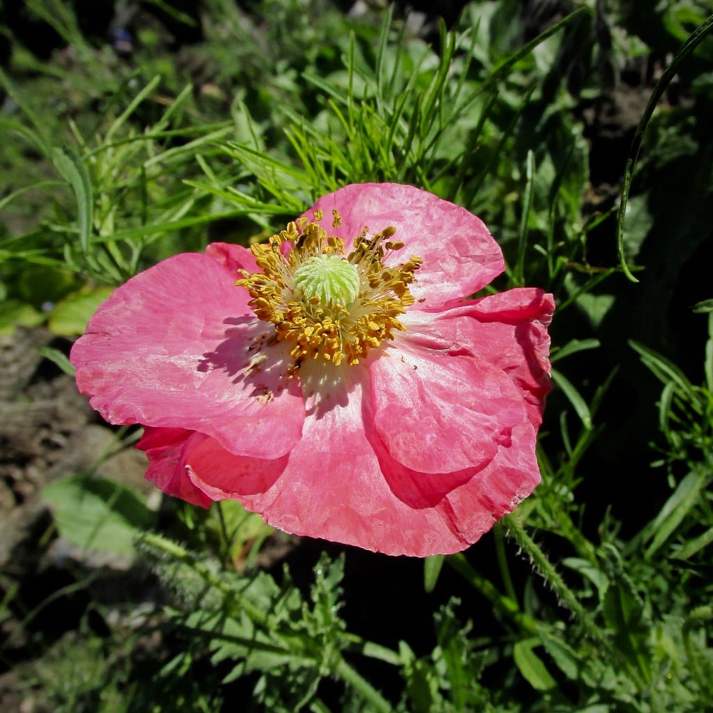 Shirley Poppies