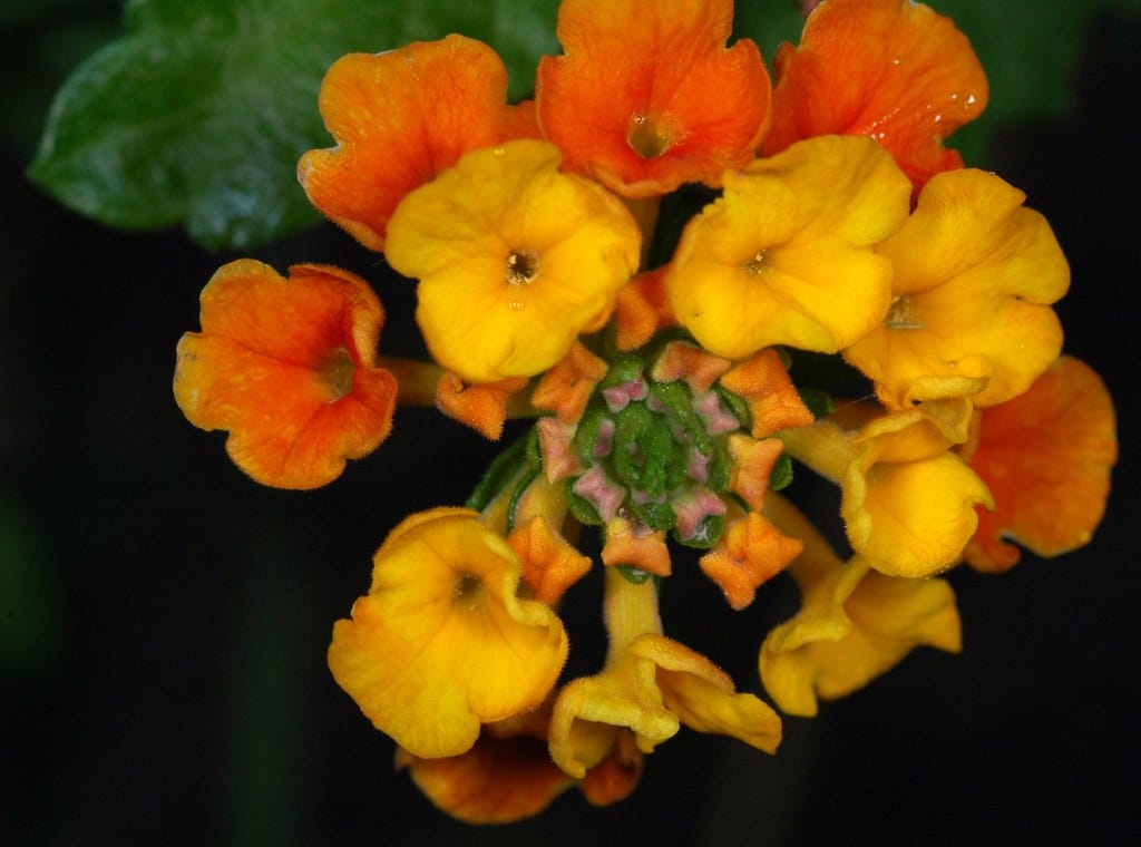 Texas Lantana