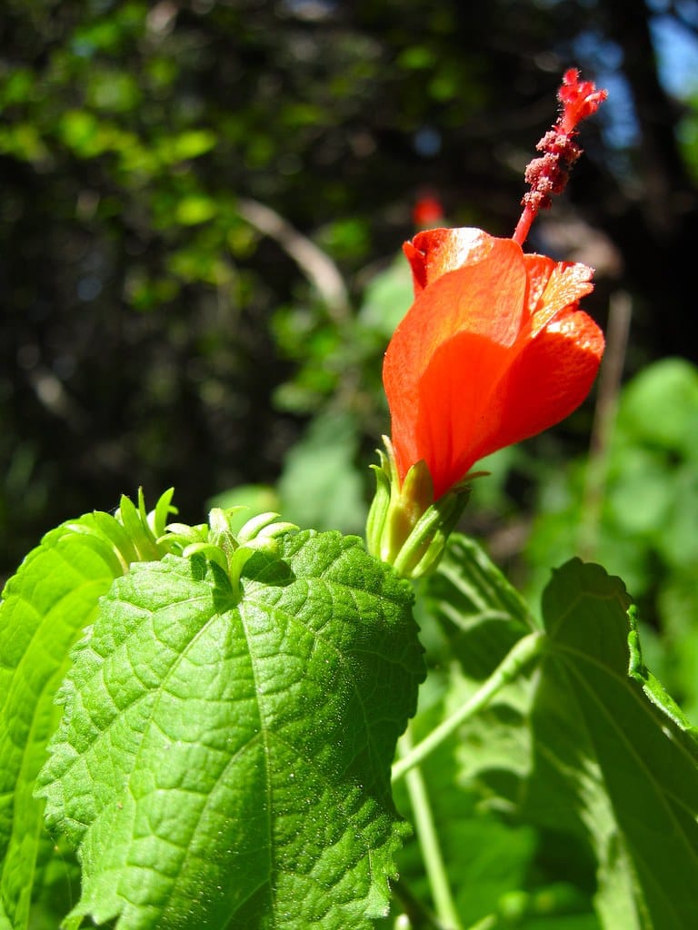 Turk's Cap