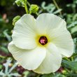 Types of Edible Hibiscus 