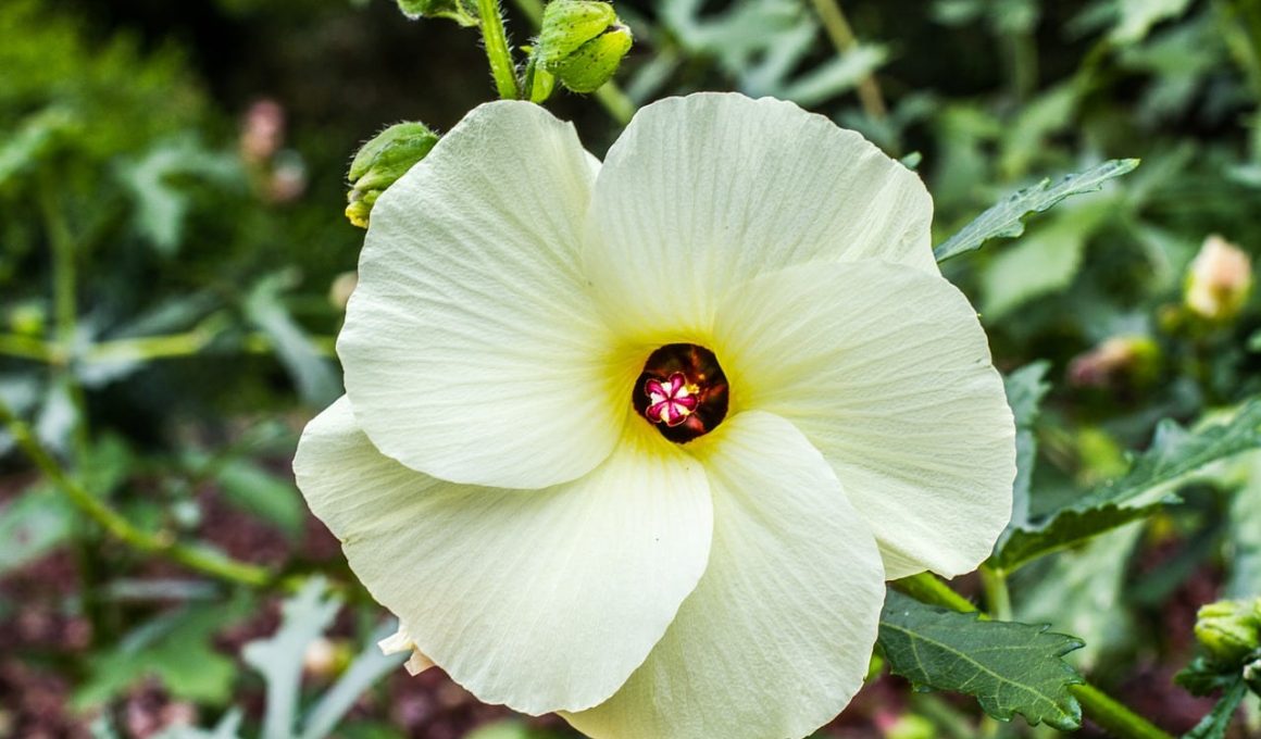 Types of Edible Hibiscus 