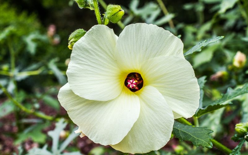 Types of Edible Hibiscus 