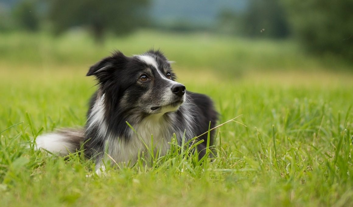 Types of Flies on Dogs