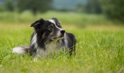 Types of Flies on Dogs