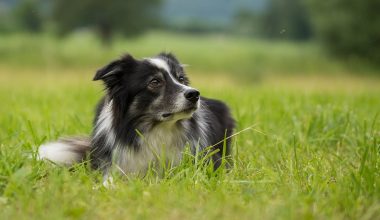 Types of Flies on Dogs