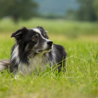 Types of Flies on Dogs