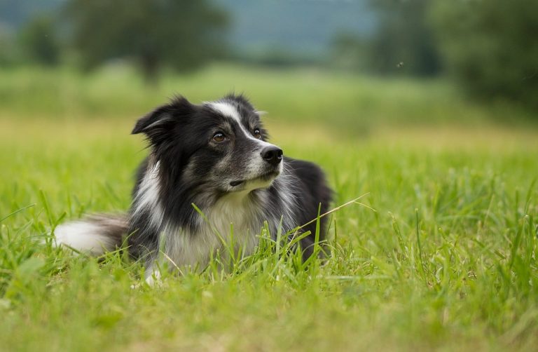 8 Different Types of Flies on Dogs