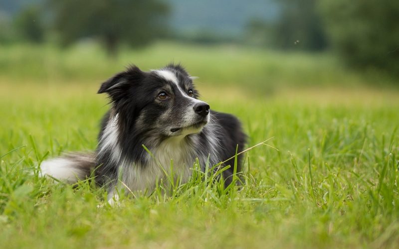 Types of Flies on Dogs