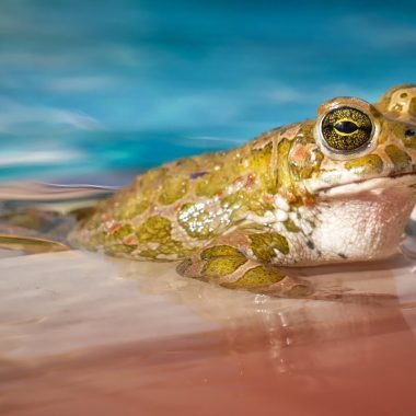 Types of Frogs in Minnesota