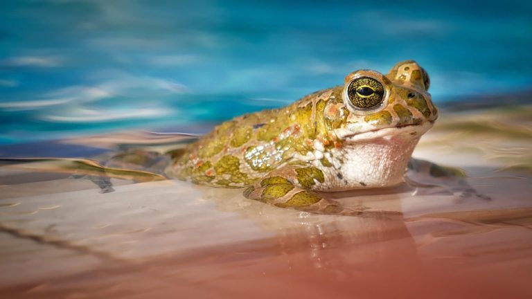 Types of Frogs in Minnesota