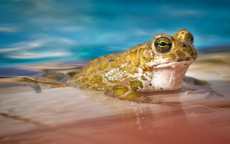 Types of Frogs in Minnesota