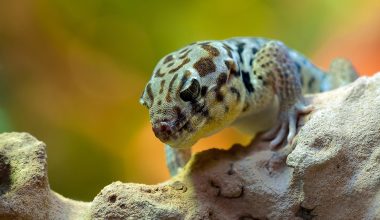 Types of Geckos