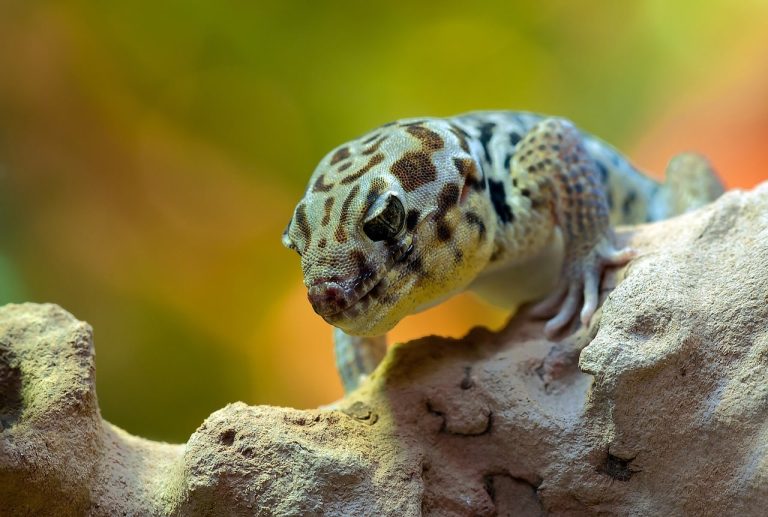 Types of Geckos