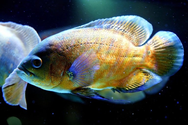 Types of Oscar Fish