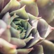 Types of Rose Succulents