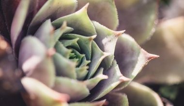 Types of Rose Succulents