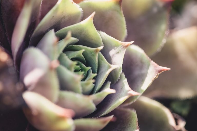 Types of Rose Succulents