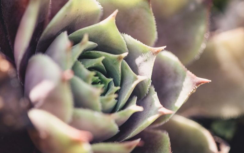 Types of Rose Succulents