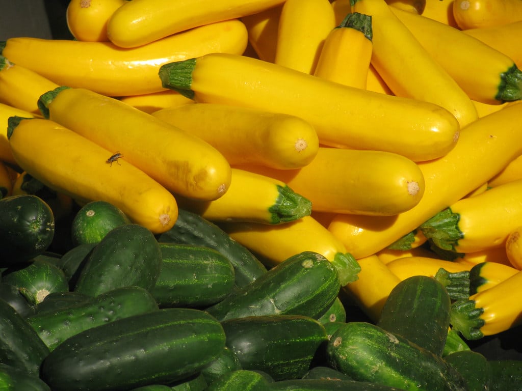 Yellow Squash