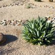 Drought Tolerant Plants in Colorado