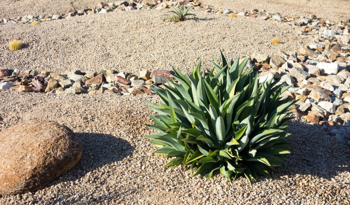 Drought Tolerant Plants in Colorado