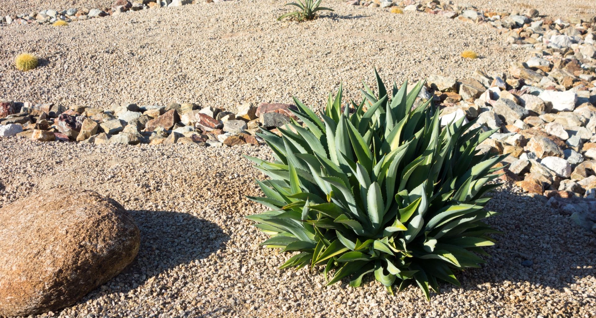 Drought Tolerant Plants in Colorado