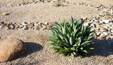Drought Tolerant Plants in Colorado